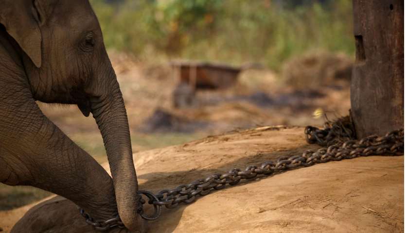 A twenty-one months old baby elephant is tied using a chain at the breeding center 

