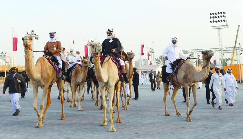 People riding camels