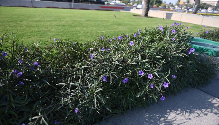 Plants and flowers that decorate Qatar roads. PICTURE: Shemeer Rasheed