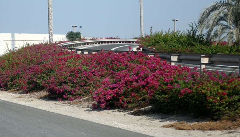 Plants and flowers that decorate Qatar roads. PICTURE: Shemeer Rasheed
