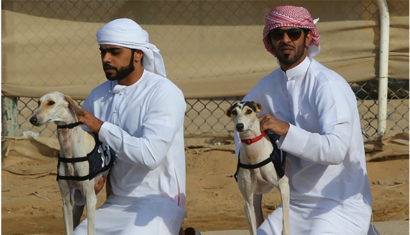 Emirati men wait with their Arabian saluki dogs for the start of the race