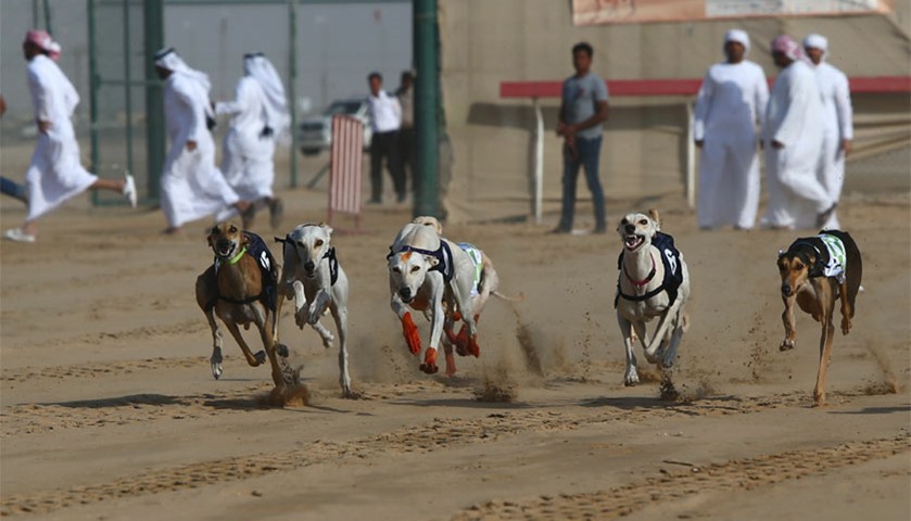 The Arabian saluki dogs race during annual dog race
