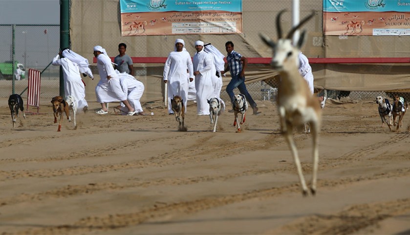 The Arabian saluki dogs follow a stuffed gazelle during race