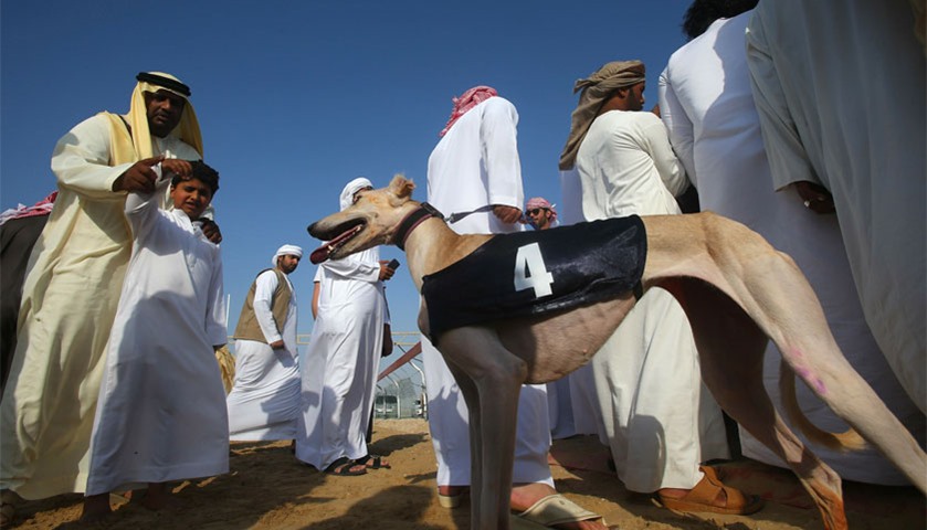 An Emirati man encourages his child to wave at an Arabian saluki dog named Barcelona