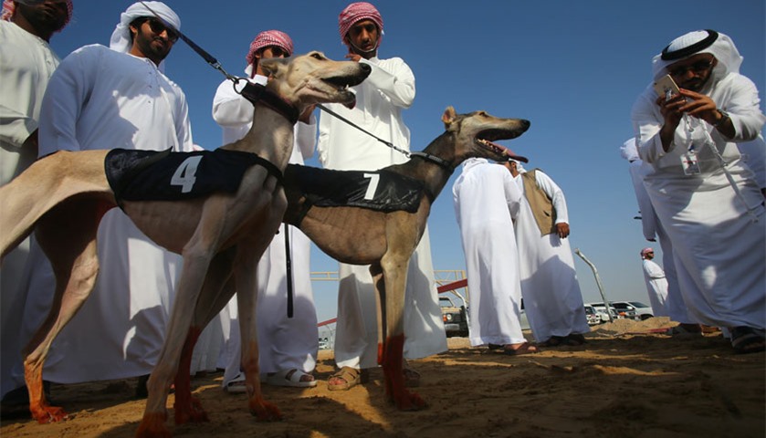 An Emirati man takes images of Arabian saluki dogs Barcelona (L) and Ibaad (C) that won two races