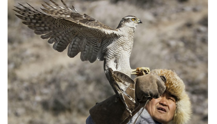 A hunter releases his tamed hawk during the traditional hunting contest outside the village of Nura