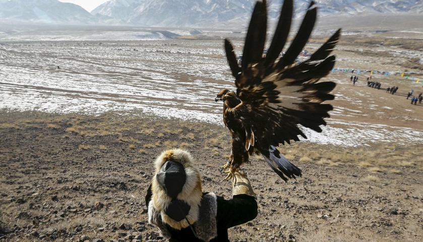 A hunter releases his tamed golden eagle during the traditional hunting contest outside the village 