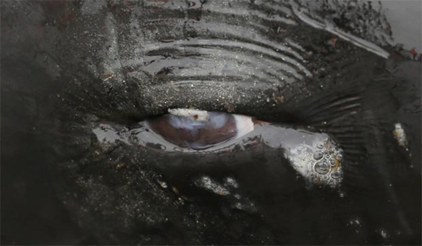 A whale\'s eye is seen as volunteers prepare to refloat a pod of stranded pilot whales