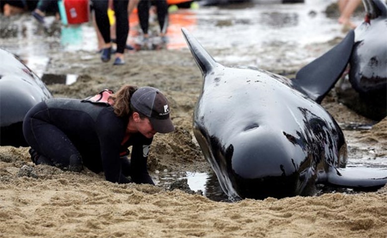 A volunteer looks after a whale, part of a pod of stranded pilot whales