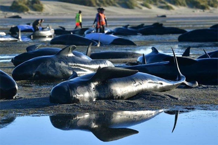 Pilot whales are lying on a beach during a mass stranding at Farewell Spit in New Zealand