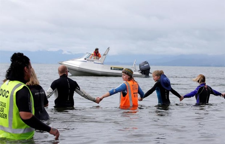 Volunteers form a human chain to stop a pod of stranded pilot whales grounding again