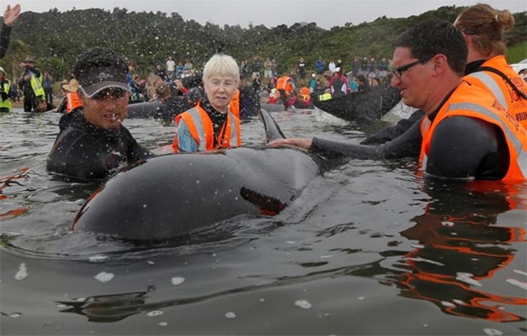 Volunteers look after a pod of stranded pilot whales in Golden Bay