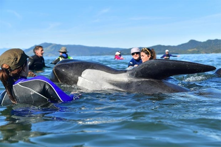 Pilot whales are being guided out to deeper water after a mass stranding