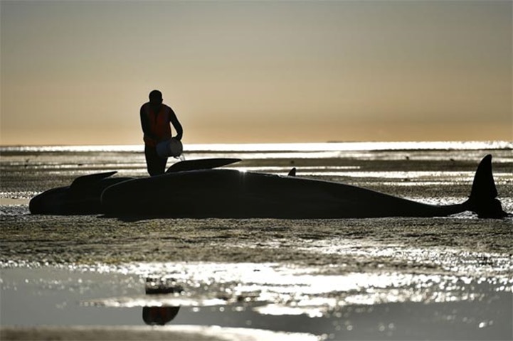 A volunteer caring for a pilot whale during a mass stranding at Farewell Spit