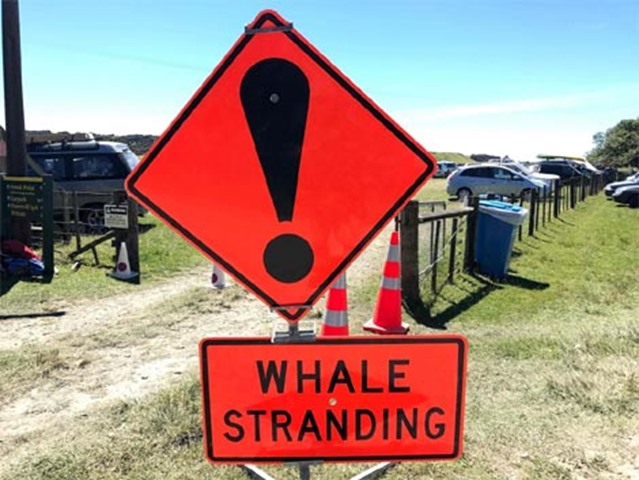 A whale stranding sign is posted during a mass stranding of pilot whales at Farewell Spit