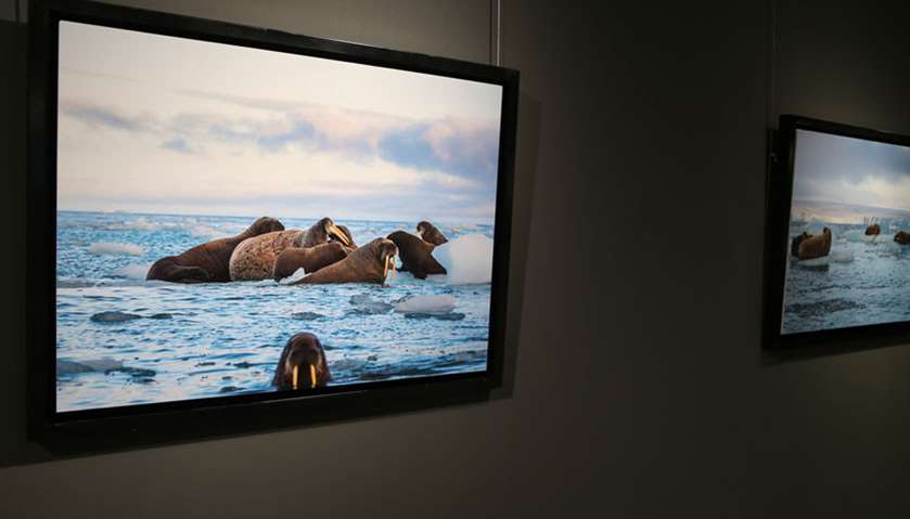 ‘Below Zero’ - Arctic photography exhibition at Katara