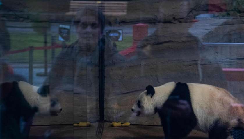 Panda Meng Meng is reflected in the glass partition