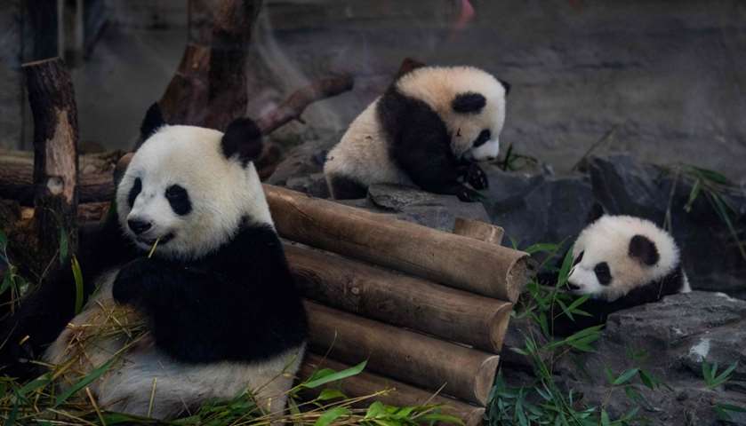 Panda mother and her cubs Meng Yuan and Meng Xiang