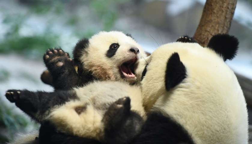 A one of panda twins plays with its mother