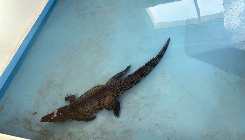 Al Khor Park reopens with added forest ambience