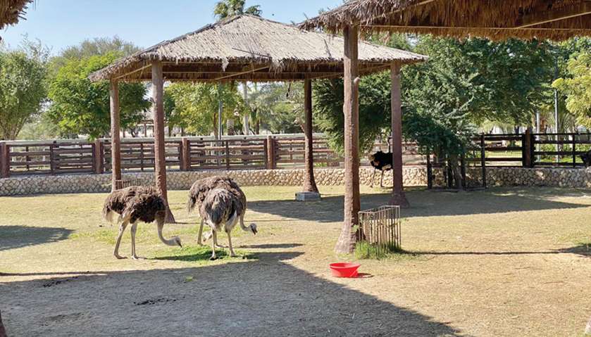Al Khor Park reopens with added forest ambience