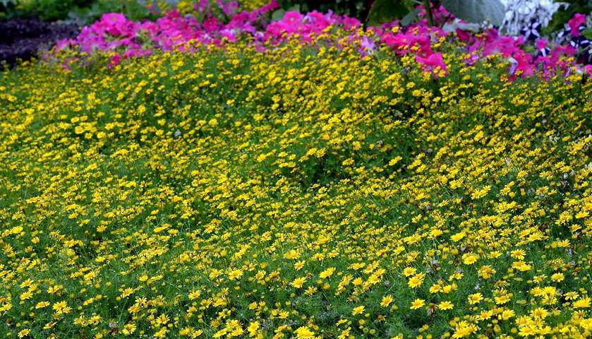 Qatar in winter ... a riot of colours