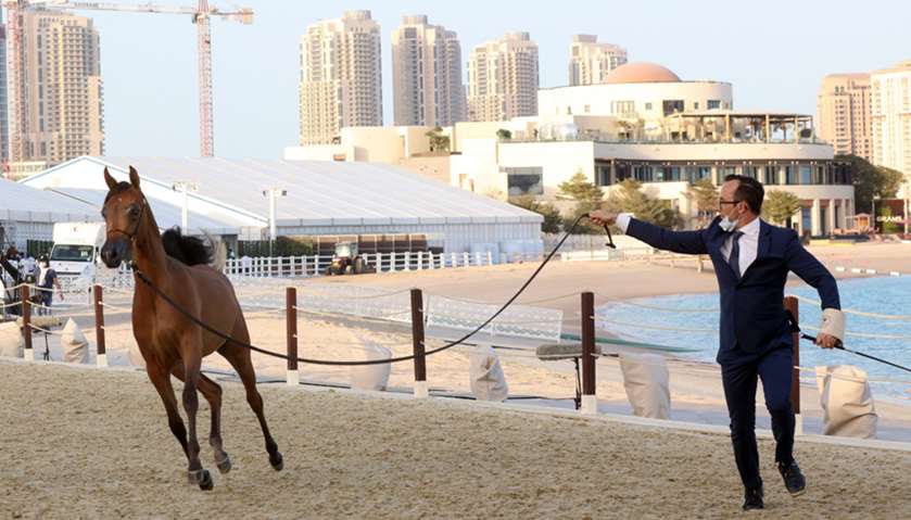 Day 1 of the Katara International Arabian Horse Festival — Title Show. PICTURES: Jayan Orma