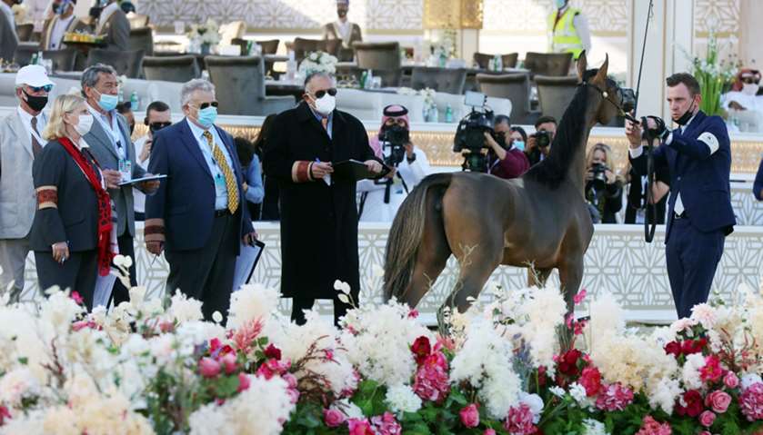 Day 1 of the Katara International Arabian Horse Festival — Title Show. PICTURES: Jayan Orma