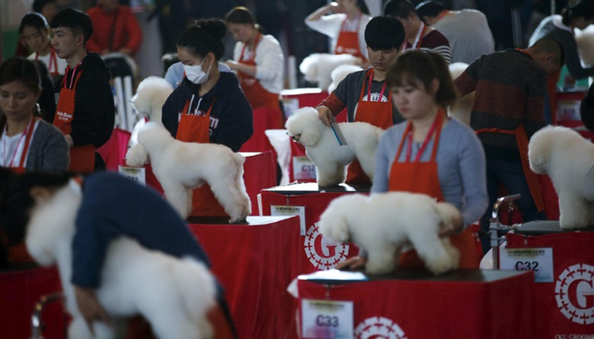 Dog groomers have their dogs\' fur cut as part of a grooming test
