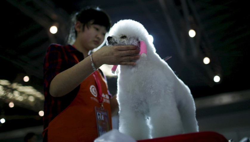 A dog groomer cuts a dog\'s fur as part of a grooming test
