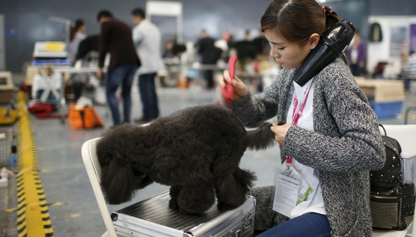 A dog groomer combs a dog\'s fur during the Shanghai International Pet Expo