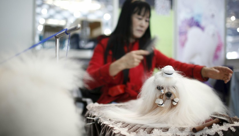 A dog groomer combs a dog\'s fur during the Shanghai International Pet Expo