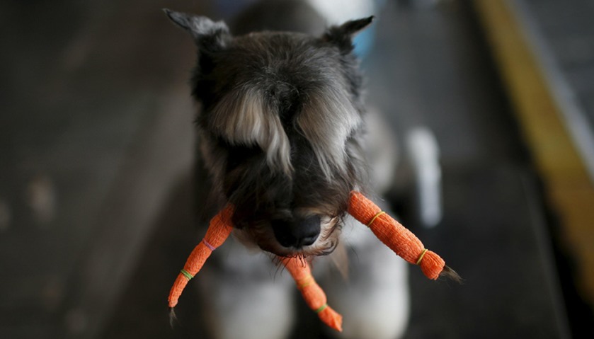 A dog is seen at the Shanghai International Pet Expo in Shanghai, China