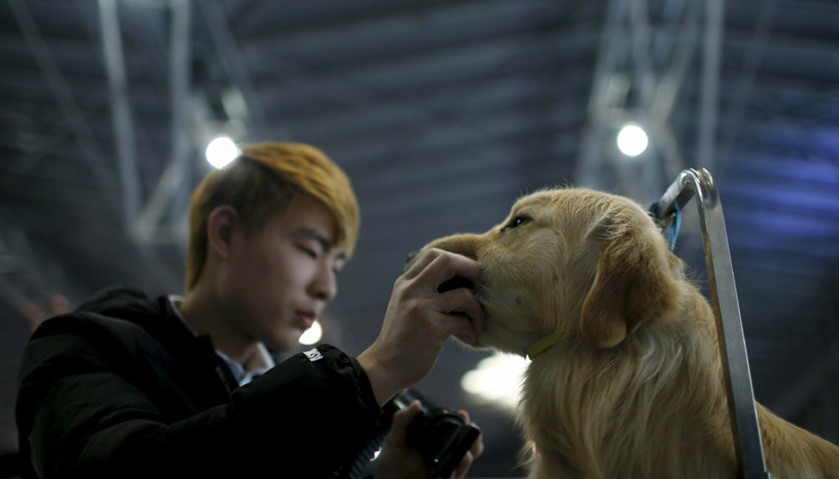 A dog groomer cuts a dog\'s fur during the Shanghai International Pet Expo