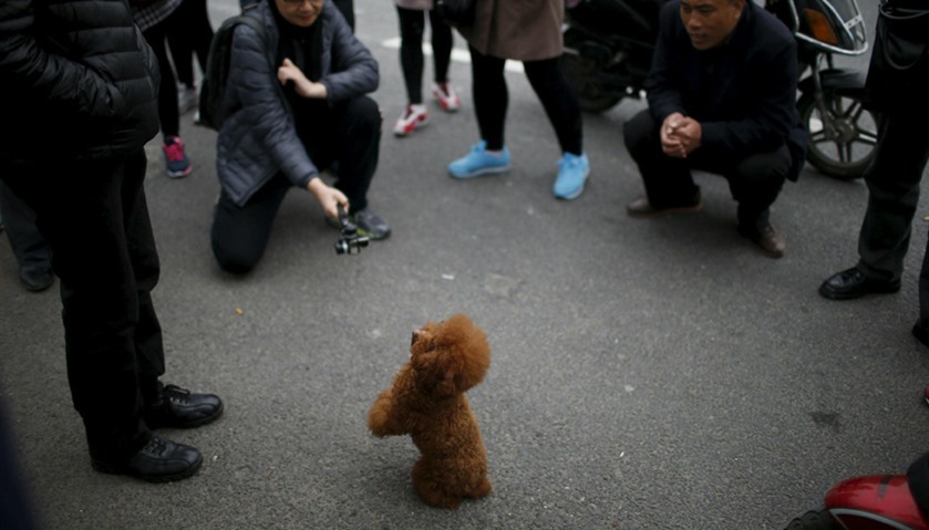 A dog performs during the Shanghai International Pet Expo in Shanghai, China