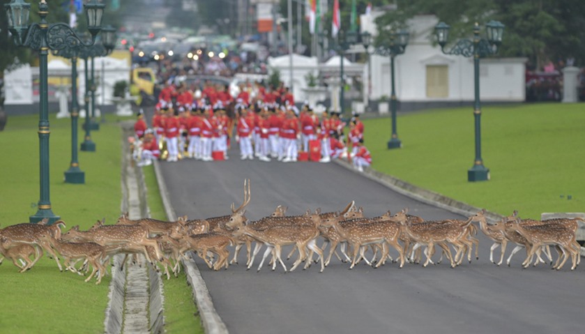Deer walk past Indonesia\'s honour guards as they wait for King Salman