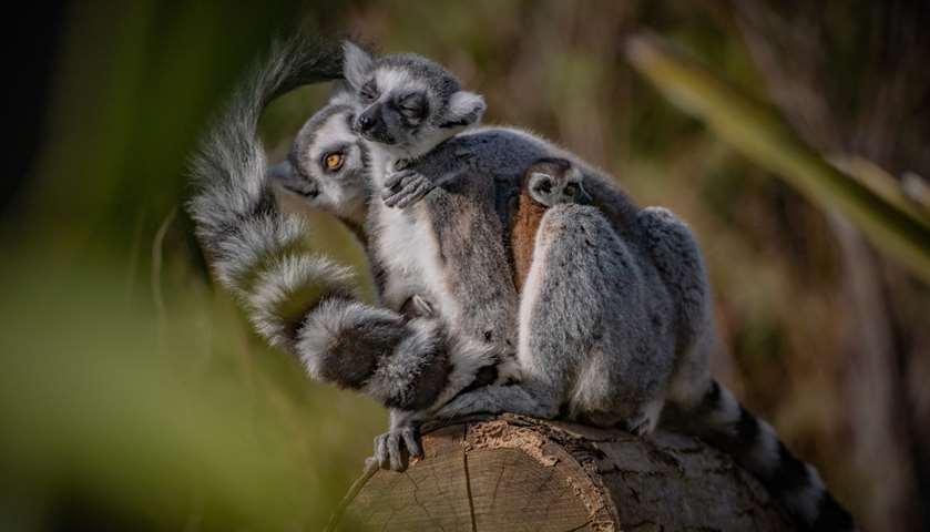 A recently born Madagascan ring-tailed lemur