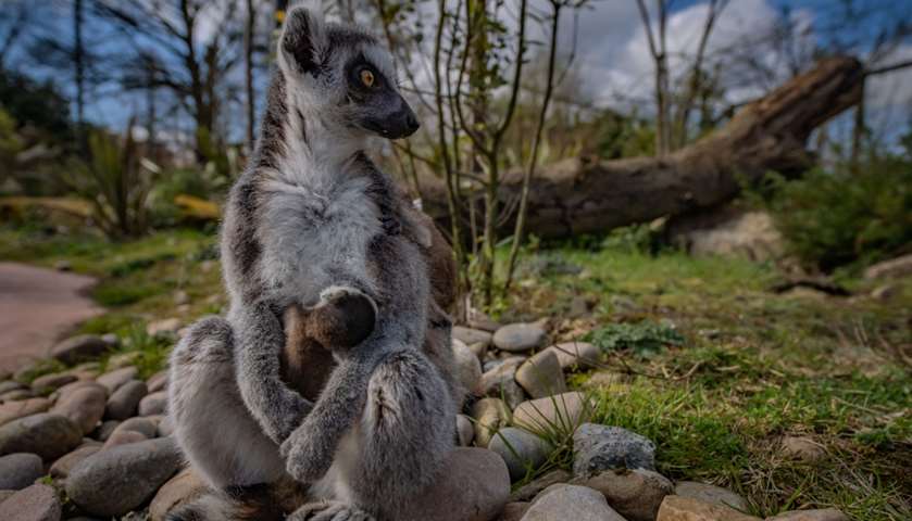 The recently born Madagascan ring-tailed lemur twins
