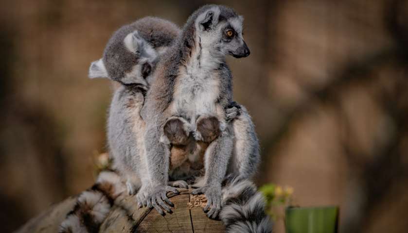 The recently born Madagascan ring-tailed lemur twins