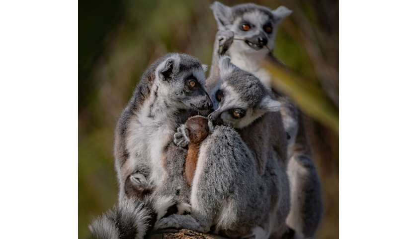 A recently born Madagascan ring-tailed lemur
