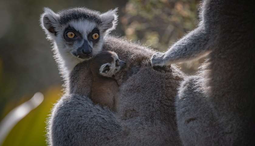 A recently born Madagascan ring-tailed lemur