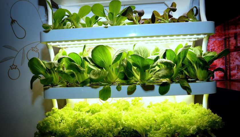Green and natural delights from AgriteQ, EnviroteQ exhibitions. PICTURES: Thajudheen