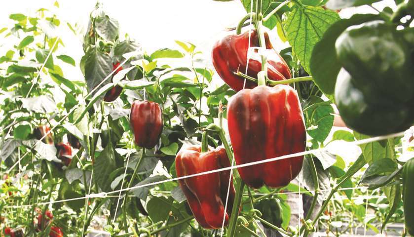 Different varieties of capsicum are available on the farm.