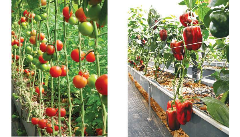 Tomatoes ready for harvesting and Different varieties of capsicum are available on the farm.