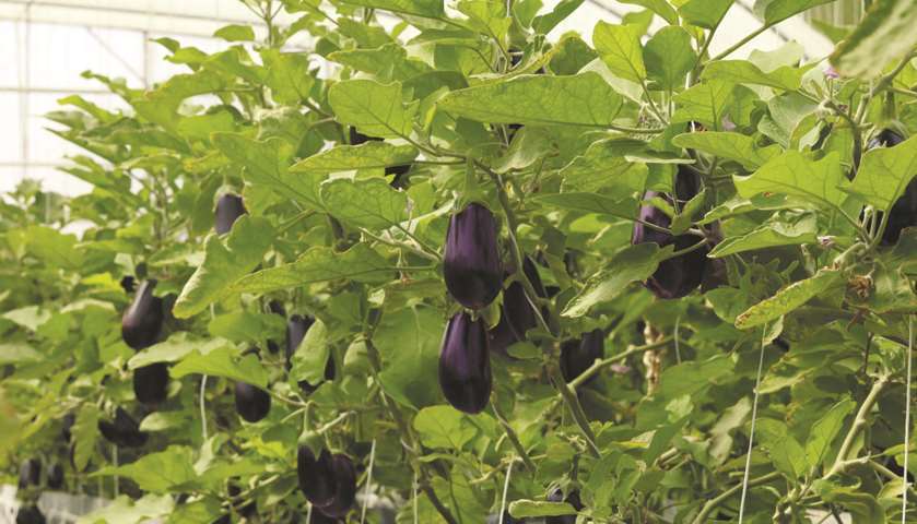 Eggplants ready for cropping.
