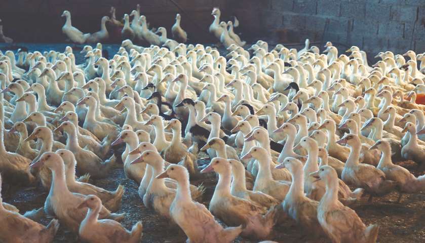 Ducklings on the farm. PICTURES: Jayan Orma
