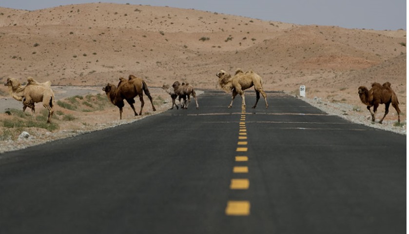 Camels cross a road during the off road mapping of the Silk Way Rally