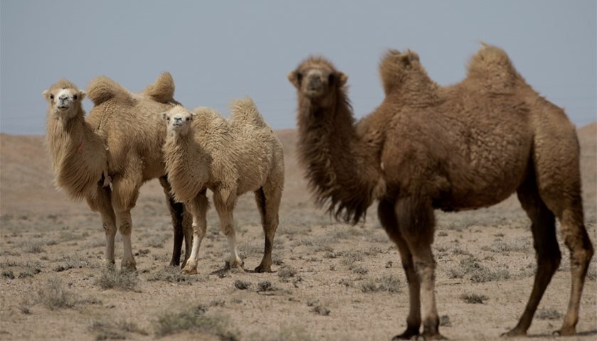Camels are seen during the off road mapping of the Silk Way Rally