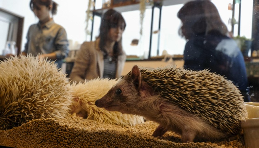Hedgehogs sit in a glass enclosure at the Harry hedgehog cafe in Tokyo, Japan