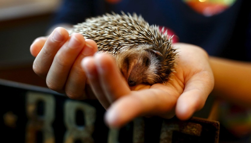 A woman holds a hedgehog at the Harry hedgehog cafe in Tokyo, Japan